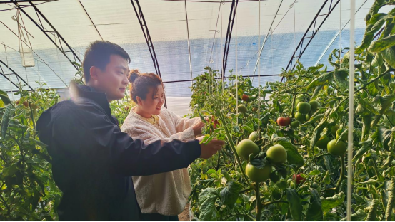 沧州南大港二分区生态番茄迎丰收 助农致富“钱景”好_fororder_南大港番茄喜获丰收助农增收“钱景”好(1)271