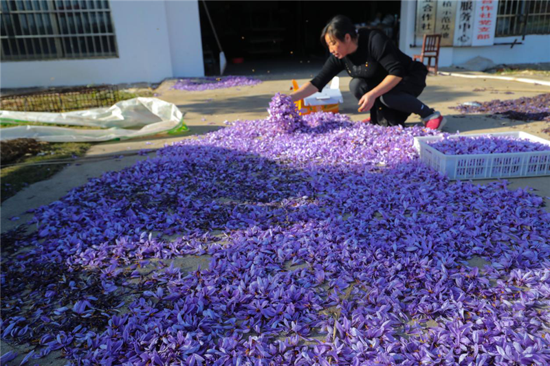 信阳光山：藏红花开致富路_fororder_图片9