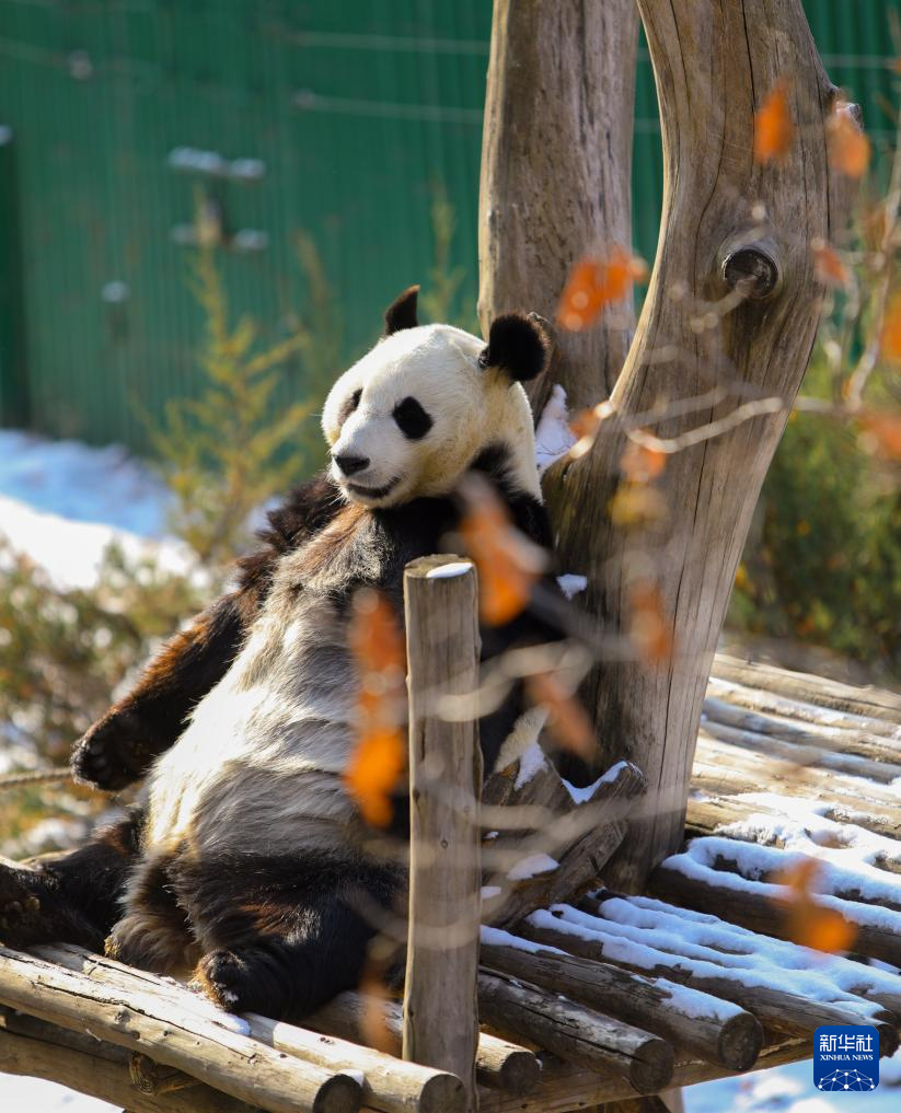 辽宁沈阳：大熊猫雪后小憩