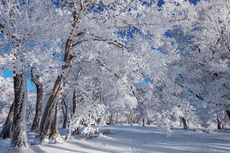 在四方顶邂逅“冰雪奇缘”