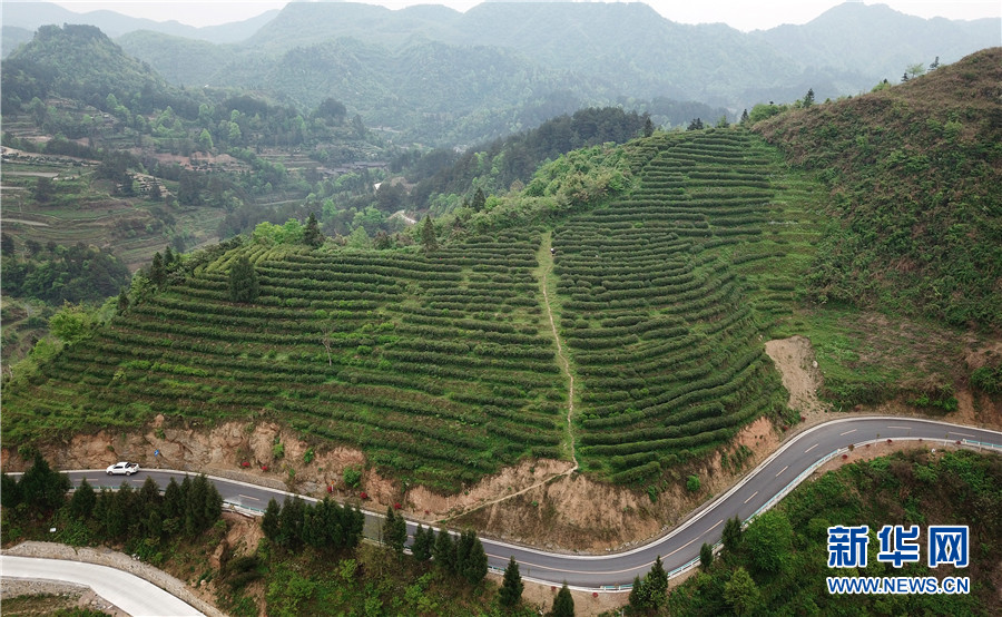 贵州石阡：苔茶源地忙采茶