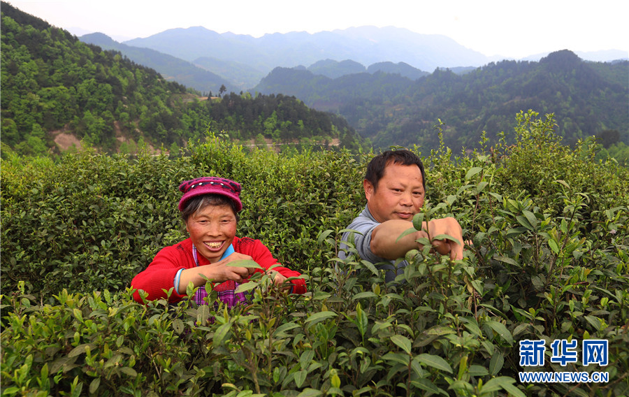 贵州石阡：苔茶源地忙采茶