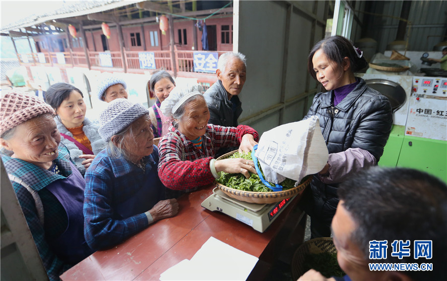 贵州石阡：苔茶源地忙采茶