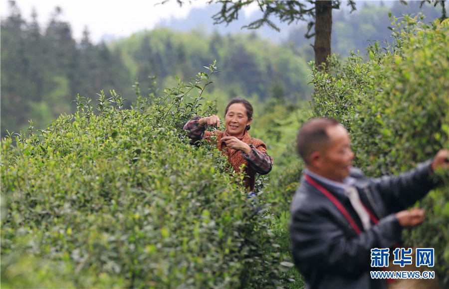 贵州石阡：苔茶源地忙采茶