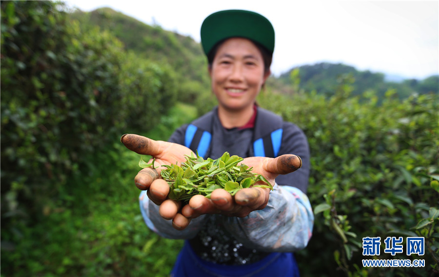 贵州石阡：苔茶源地忙采茶