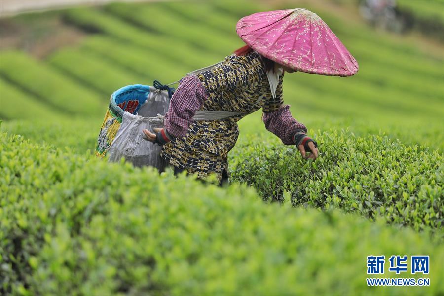 贵州：茶海风光