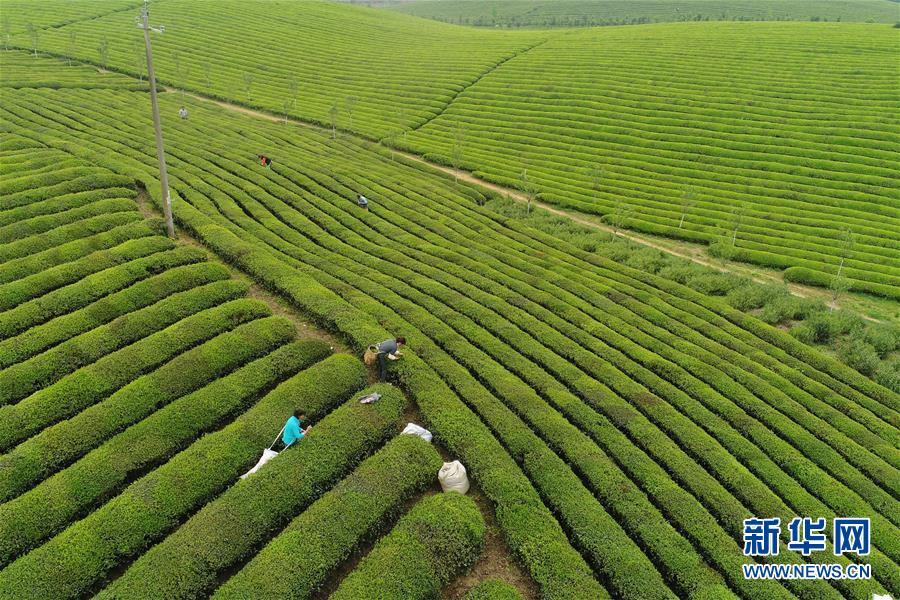 贵州：茶海风光