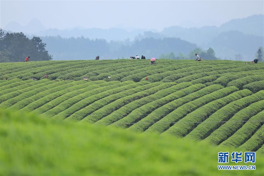 贵州：茶海风光