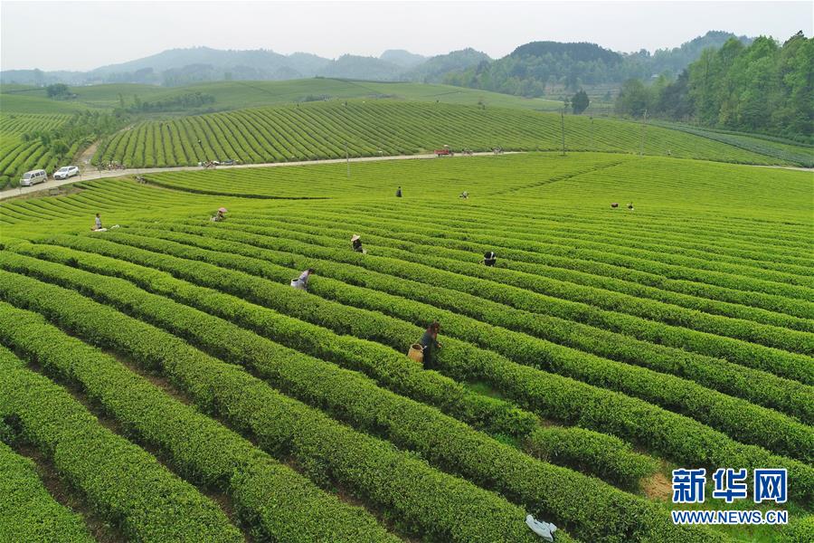 贵州：茶海风光