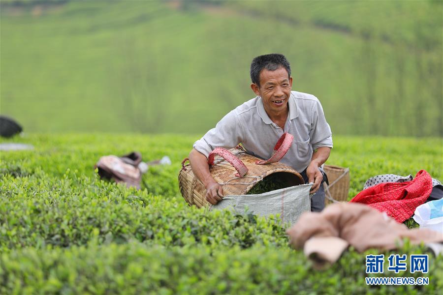 贵州：茶海风光