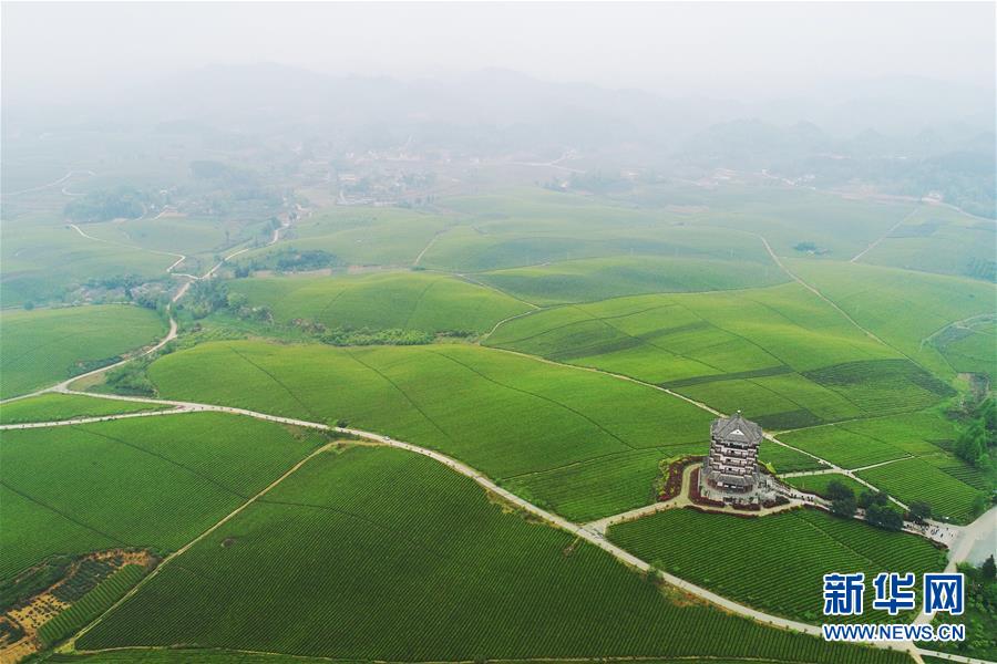 贵州：茶海风光