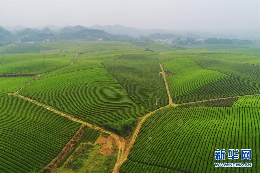 贵州：茶海风光