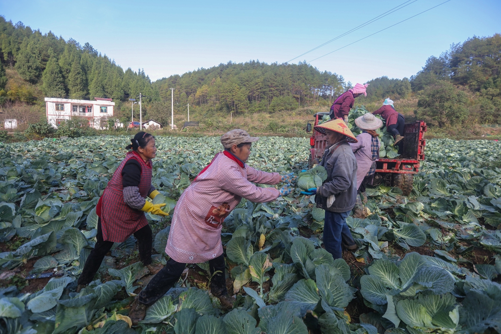 贵州施秉：甘蓝丰收采摘忙_fororder_2023年11月17日，贵州省黔东南苗族侗族自治州施秉县杨柳塘镇地坝村村民在将刚采摘的甘蓝装车。（磨桂宾 摄） (7).JPG