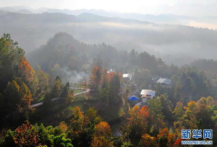 重庆酉阳枫叶渐红 冬日乡村美景上线