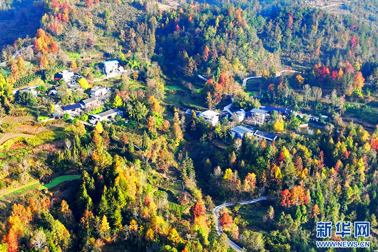 重庆酉阳枫叶渐红 冬日乡村美景上线