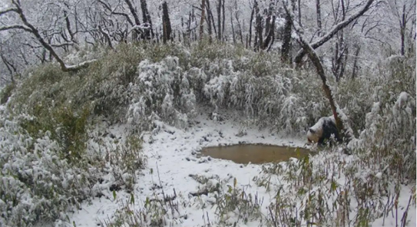 Wild Giant Panda Spotted Nine Times in Same Location in Chengdu Over 15 Days_fororder_图片2