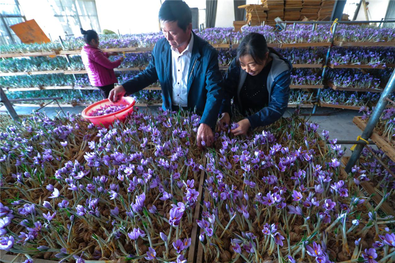 信阳光山：藏红花开致富路_fororder_图片10