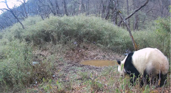 Wild Giant Panda Spotted Nine Times in Same Location in Chengdu Over 15 Days_fororder_图片3