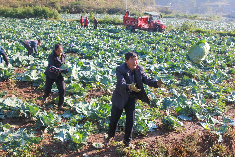 贵州施秉：甘蓝丰收采摘忙_fororder_2023年11月17日，贵州省黔东南苗族侗族自治州施秉县杨柳塘镇地坝村村民在搬运甘蓝。（磨桂宾 摄）.JPG