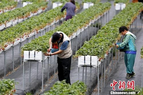 台湾写真：“草莓之乡”未曾褪去的甜蜜