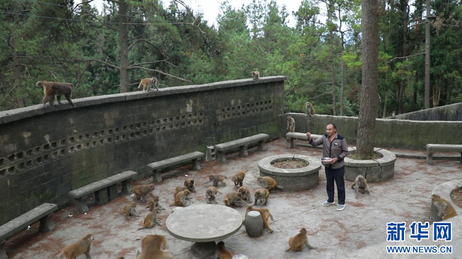 呆萌可爱！湖北鹤峰猕猴群逐渐壮大