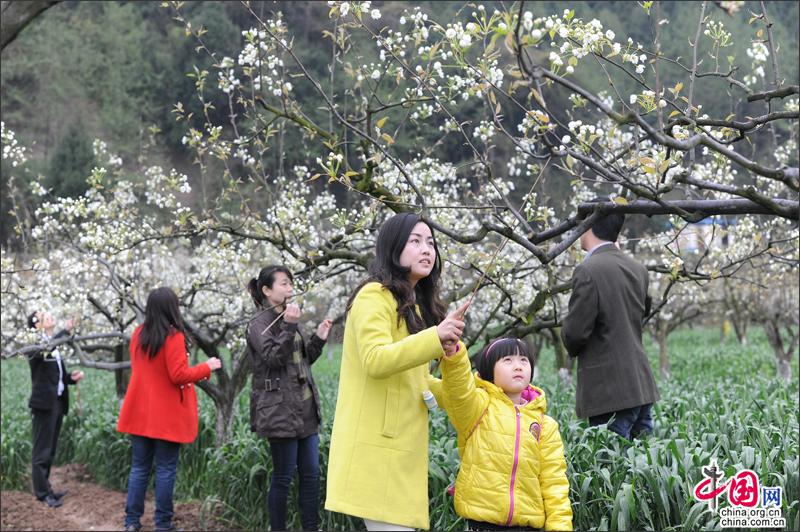 苍溪之春，梨花林中狮岭村美的毫不做作(图)