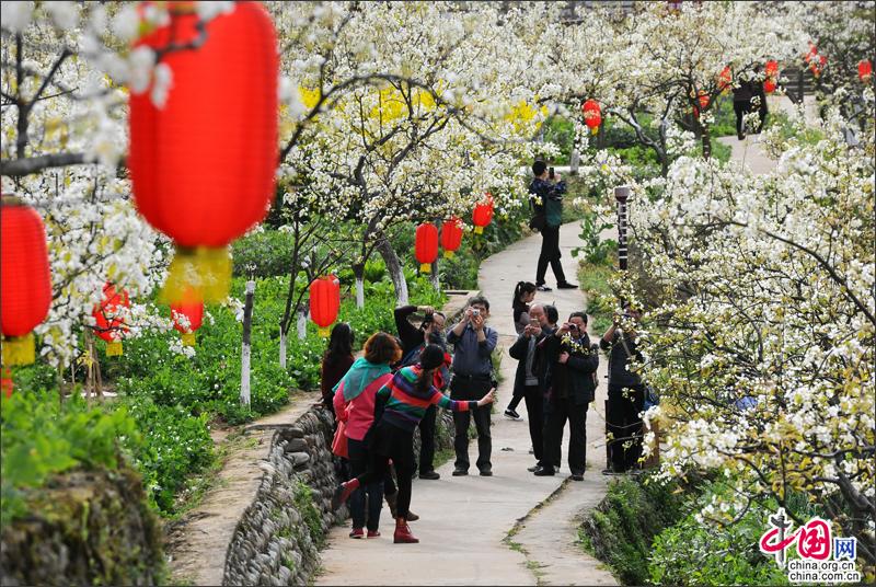 苍溪之春，梨花林中狮岭村美的毫不做作(图)