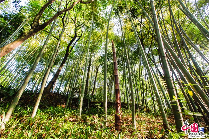 峨眉山竹笋，生命的别样美丽可吃可赏可悟