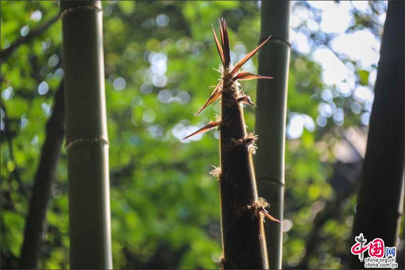 峨眉山竹笋，生命的别样美丽可吃可赏可悟