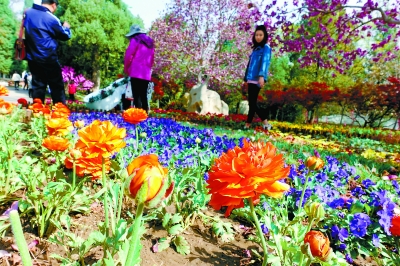 北京香山迎来山花最佳观赏期