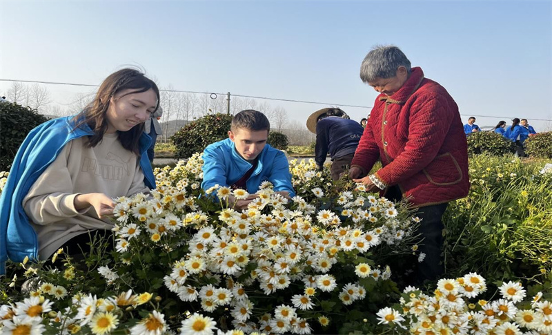 留学生体验菊花茶制作工艺 零距离感悟中国乡村文化