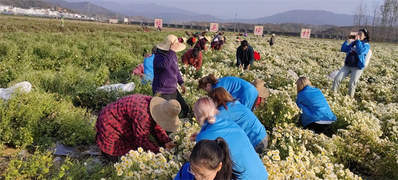 留学生体验菊花茶制作工艺 零距离感悟中国乡村文化