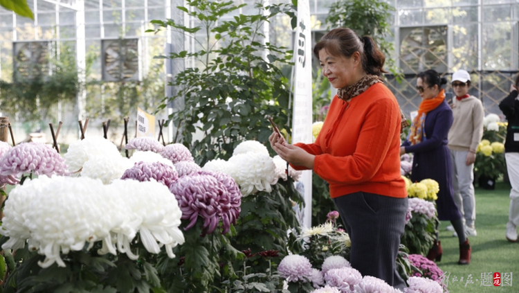 5000盆菊花盛开 上海闵行多了赏菊好去处