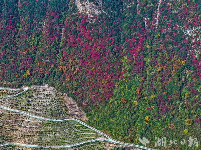 三峡香溪两岸红叶似彩霞