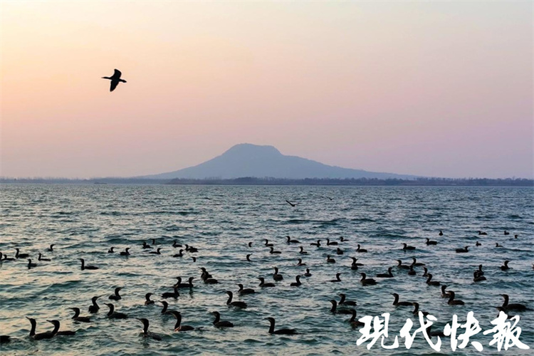 数千只鸬鹚集结句容赤山湖 “黑精灵”舞动生命乐章