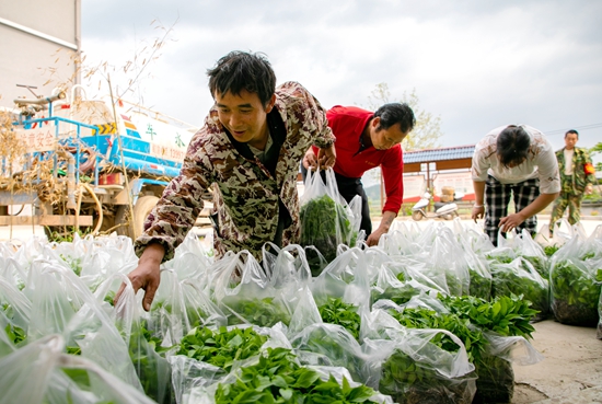 贵州天柱：变“输血”为“造血” 送禽苗促增收_fororder_村民领取辣椒苗