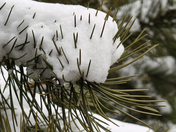 Snow-clad Donghuan Park in Shijiazhuang Emanates Winter Charm_fororder_图片19