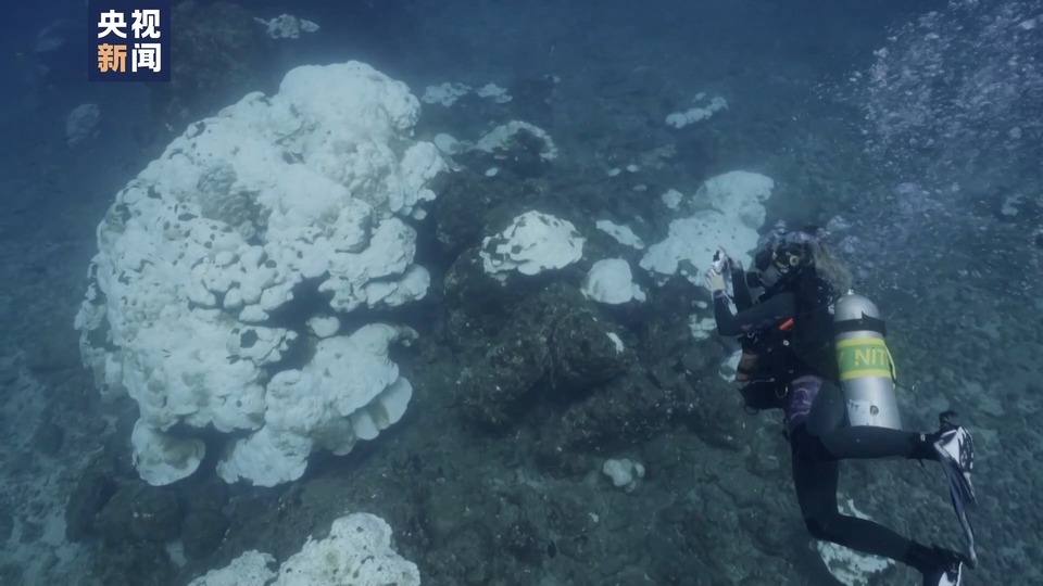 海水温度升高 珊瑚白化 哥斯达黎加生物保护区出现严重生态危机