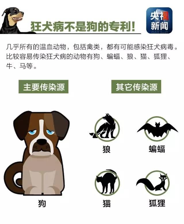 狂犬病致死率接近100%！了解这些知识让你远离它！