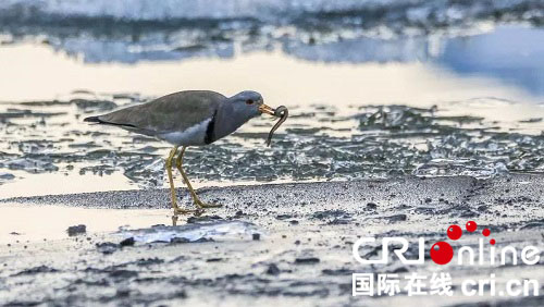 【黑龙江】【供稿】【大美龙江】松花江鸟类：“开江鱼”大餐开餐