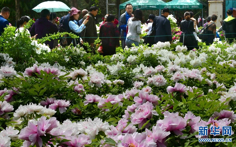 洛阳：牡丹花开人为景