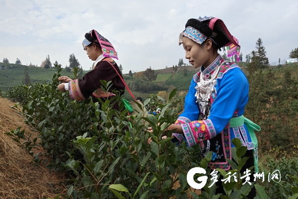 全国早茶大会暨2024年“贵州绿茶”第一采活动在普安举办