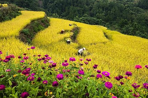 湖北秭归：现代农业“慧”图景 乡村振兴“富”未来