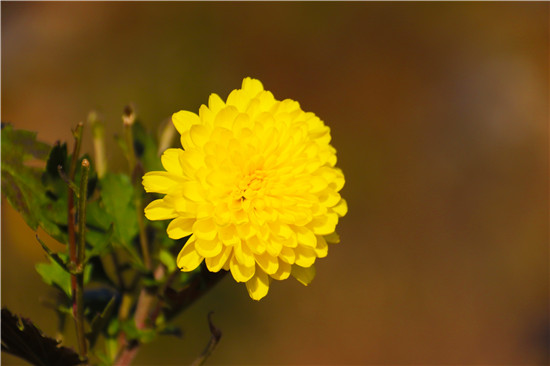 南阳内乡：菊花开出“致富景”_fororder_盛开的郦邑贡菊.JPG