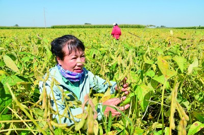 打好“三张牌” 念好“豆”字经