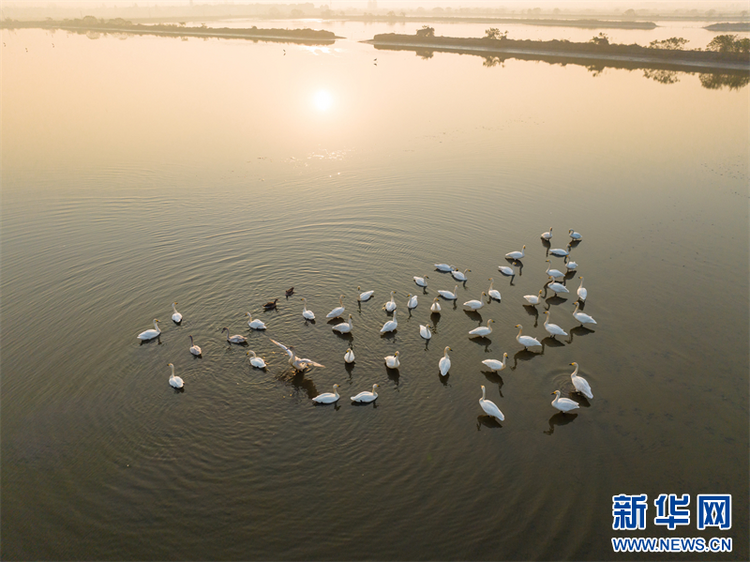 江苏兴化：冬日湿地 候鸟乐园_fororder_20231208_091010_011