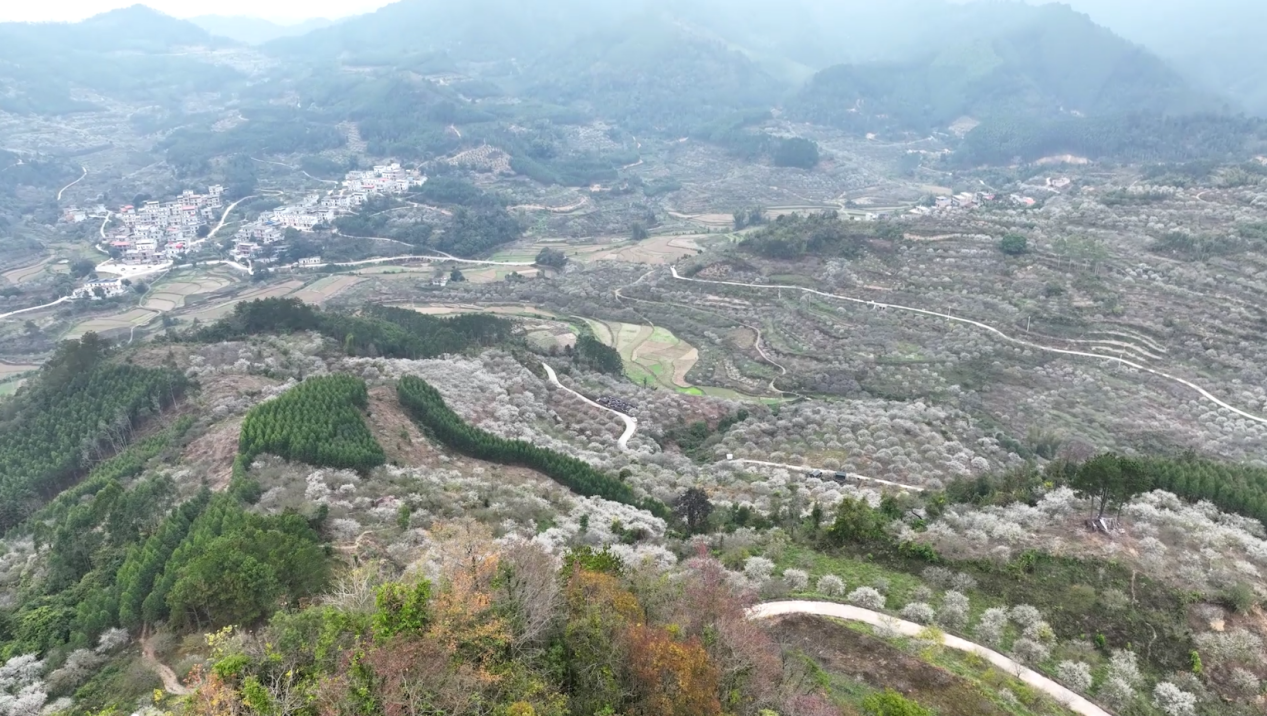 广西大新：万亩青梅花开 南方“雪景”大片上线_fororder_图片2