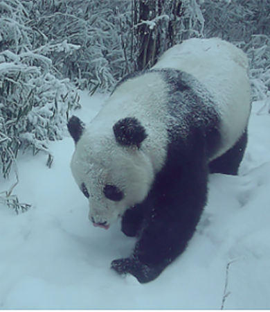 Giant Panda National Park Chengdu Area: A picture of Chengdu Depicting the Harmonious Coexistence Between Man and Nature_fororder_下载 (6)