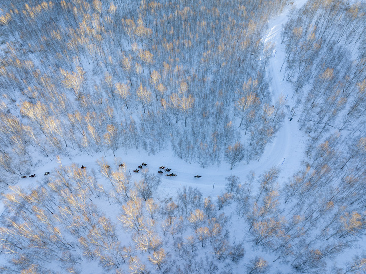 “中国冰雪之都”牙克石：冰雪经济释放发展“热效应”_fororder_图为12月7日，游客体验骑马穿越林海。 (1)