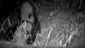 Wild giant panda mother and child were photographed in the Chengdu Dujiangyan area of the Giant Panda National Park_fororder_微信图片_20231208102639